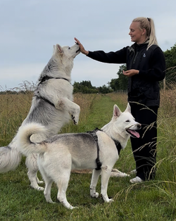 Skærmbillede 2025-06-28 kl. 16.58.31