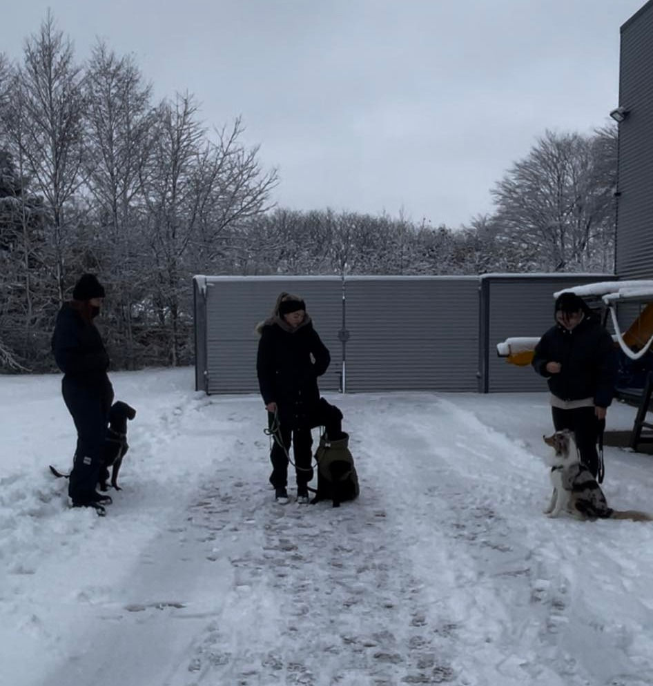Sådan skaber du gode rammer for en god socialisering af din nye hvalp