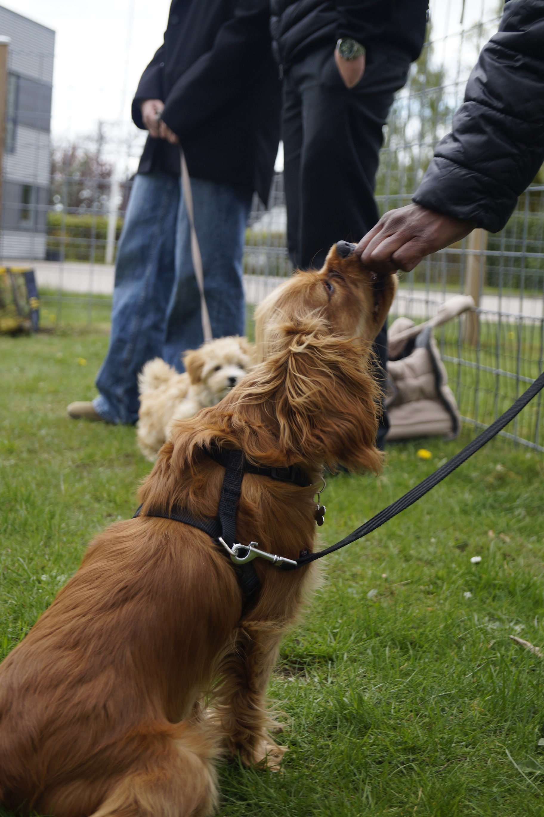 Ungehundehold 23.06.2026
