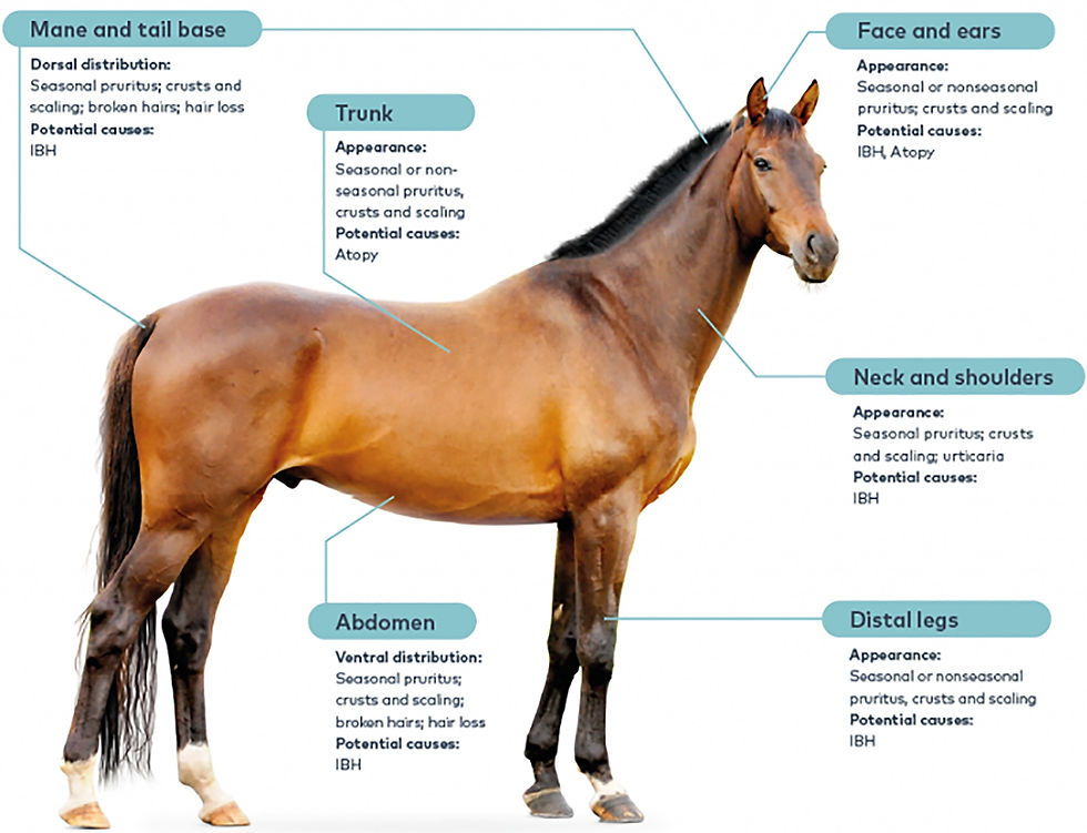 Insect Bite Hypersensitivity (IBH) symptoms