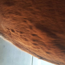 Equine Allergies - Hives 336x249.jpg