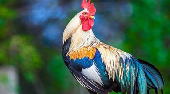 Mơ thấy mình trộm cắp gà mang điềm báo gì? content media
