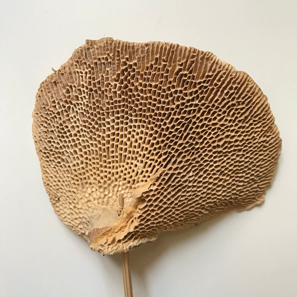 Thumbnail: Flores secas Musgo Sponge