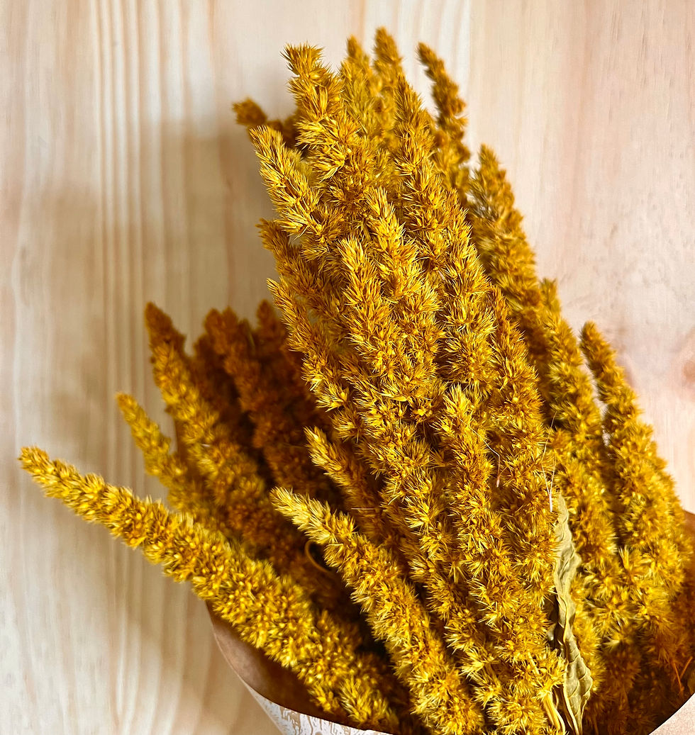 Flores secas Amaranthus 