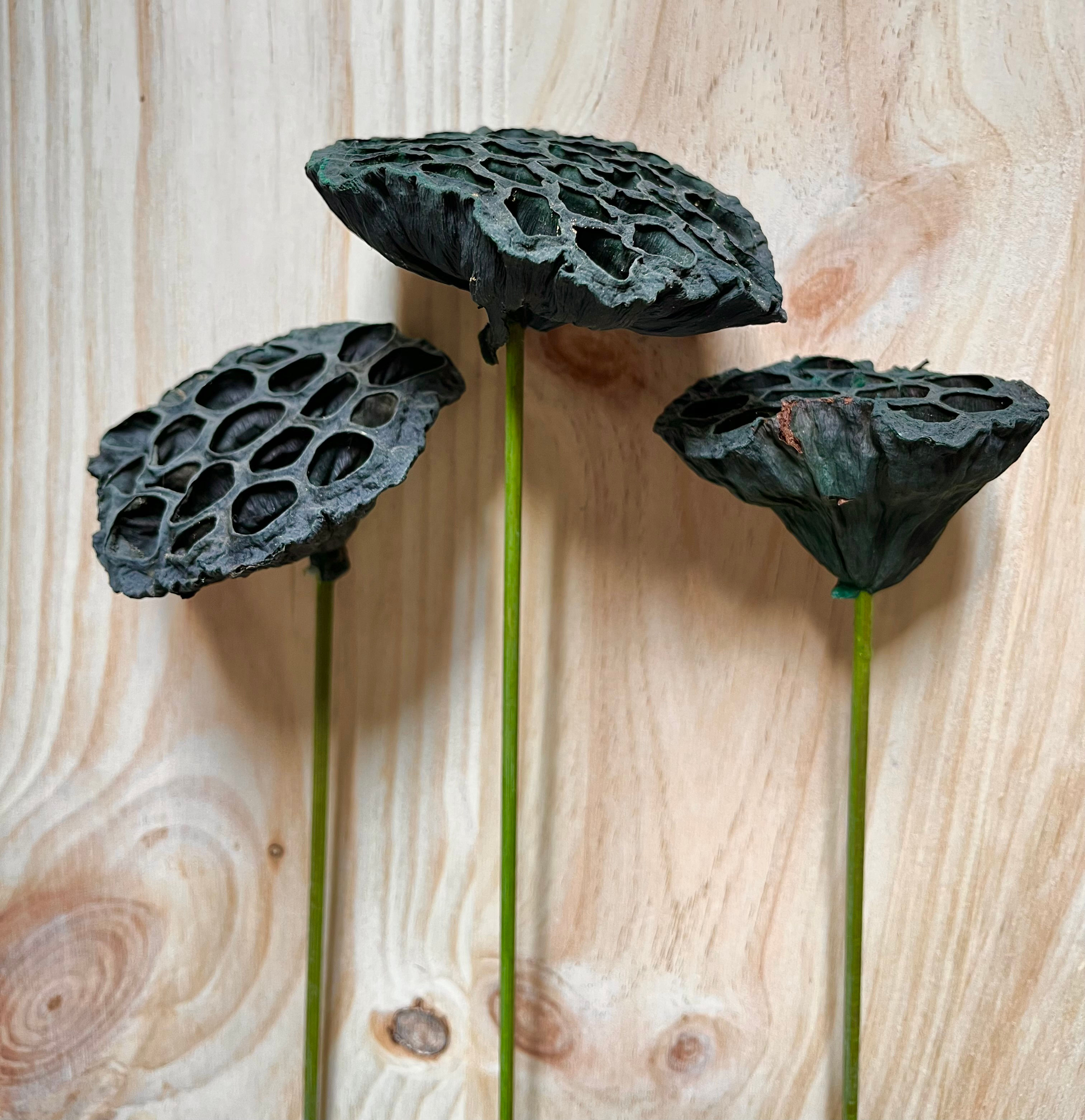 Fores Secas Flor de Lotus 