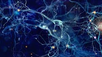 NEUROPLASTICITY