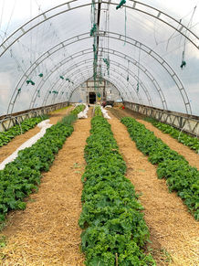 grönkål i prydliga bäddar i växthus