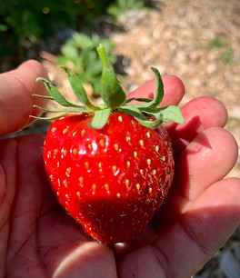 En perfekt jordgubbe ekologisk självplock