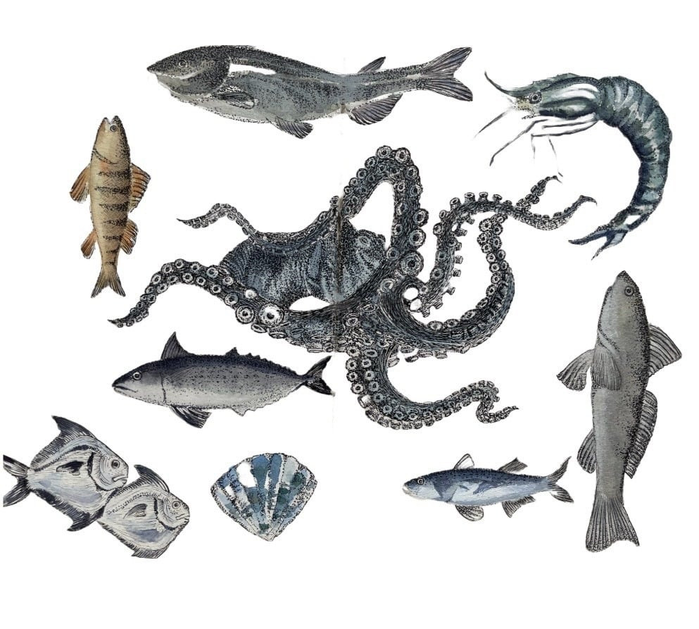 Under the Sea