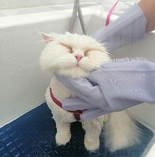 Clinica Veterinaria 