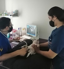 Clinica Veterinaria