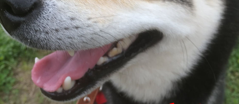 犬は「水の味」が分かる!?