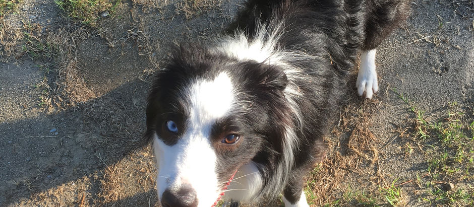 車をバックさせると吠える犬!?