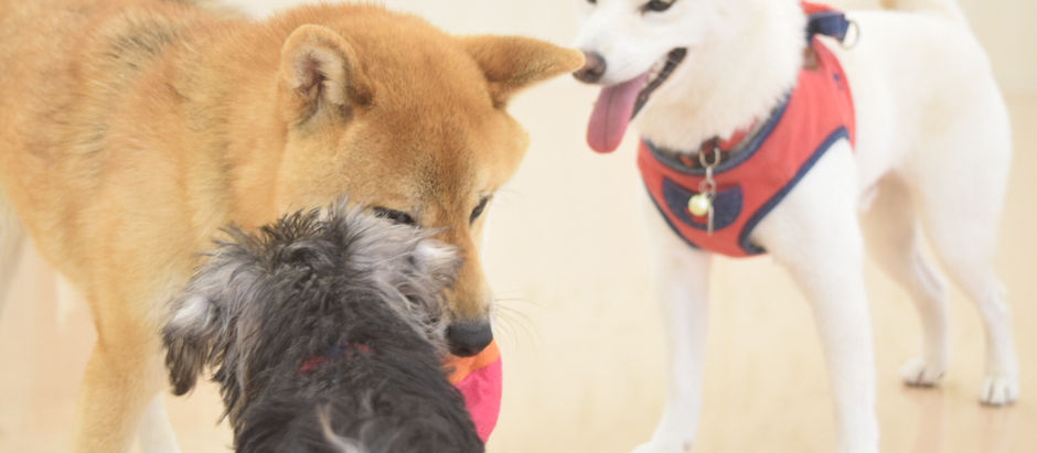 犬は子供の心を育ててくれます☆彡