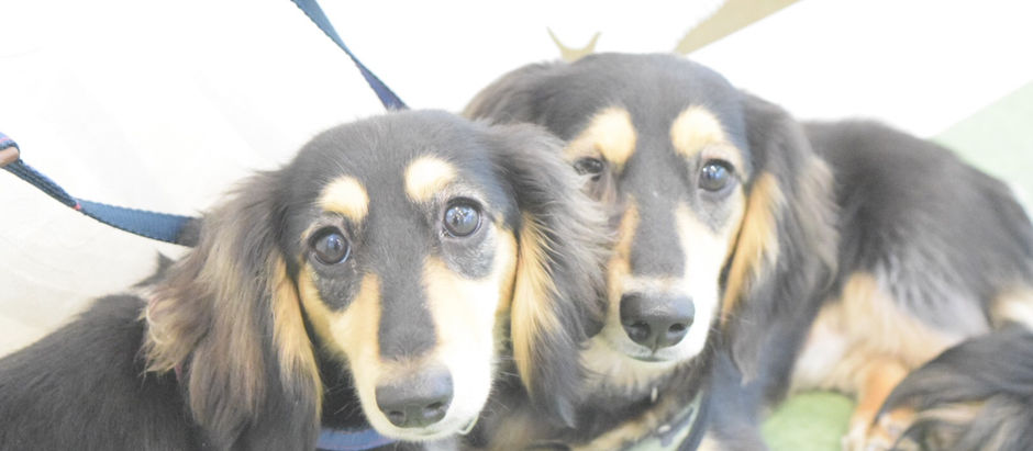 母犬は子犬の甘噛みをこうしてやめさせる☆彡