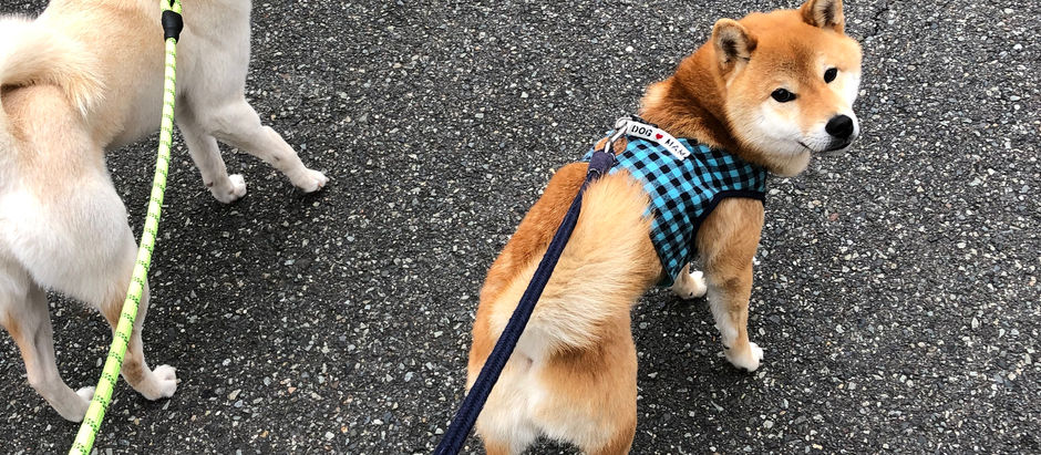 ただ匂いを嗅ぎたいだけなんやで