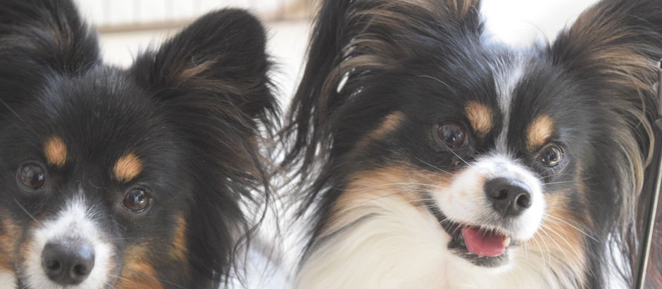 犬は鏡に映った自分がわかるのか?