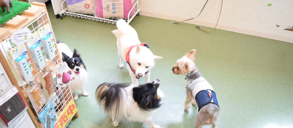 続:犬は子供の心を育ててくれるぞ☆彡