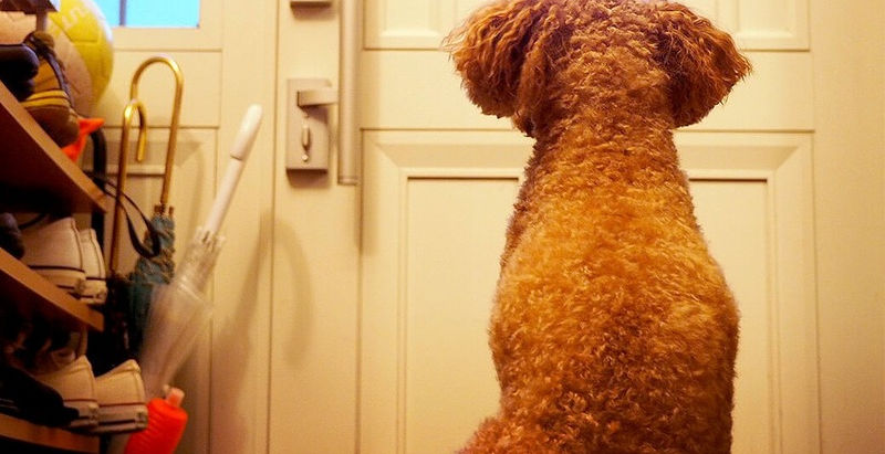 なぜ?飼主の帰宅を予知できるのか?