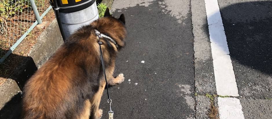 散歩中の『引っ張りぐせ』がなくなったわけ