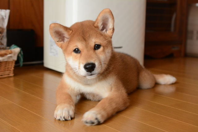 子犬 大人しいから と比べてはいけない