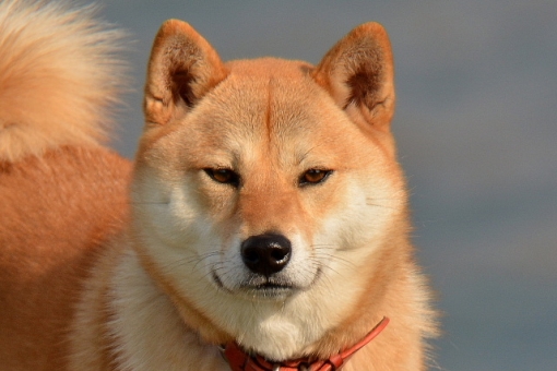 なぜ 柴犬は突然咬んでくることがあるのか なぜ 柴犬は突然咬んでくることがあるのか
