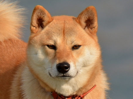 なぜ、柴犬は突然咬んでくることがあるのか?
