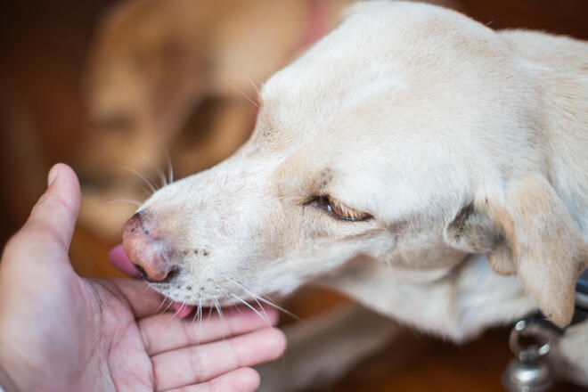 犬の行動 噛みついた後 飼い主の手を舐める理由 犬の行動 噛みついた後 飼い主の手を舐める理由