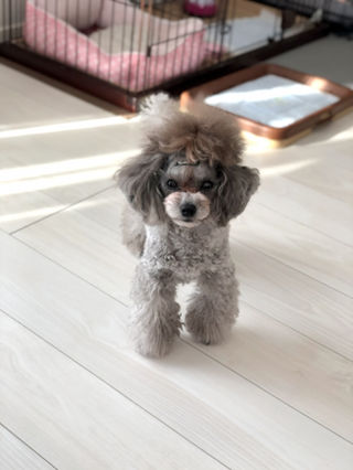 犬の行動 なぜ立ち上がっただけで吠えてくるのか