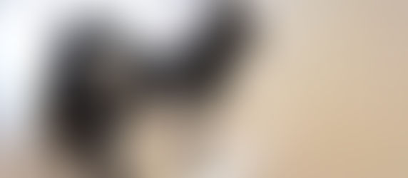 イヌは人の恐怖を嗅いでいる・・くんくん