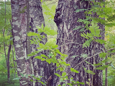 Another quiet forest