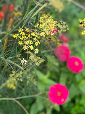 Views after the hurricane 