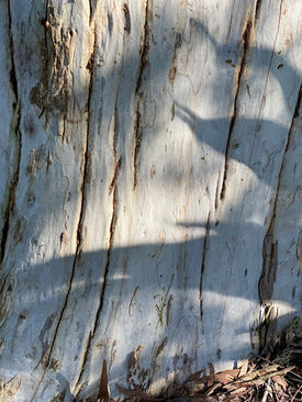 Winter wanderings down under 