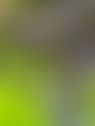 Visit to a special garden 