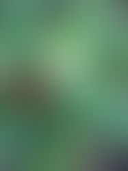 Explore Nature Connection Nexus - a vital resource created by Project Regeneration