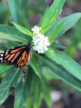 Explore Nature Connection Nexus - a vital resource created by Project Regeneration