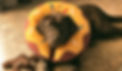 MapleDonut2_edited_edited.jpg