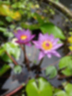 スリランカの国花 マーネル