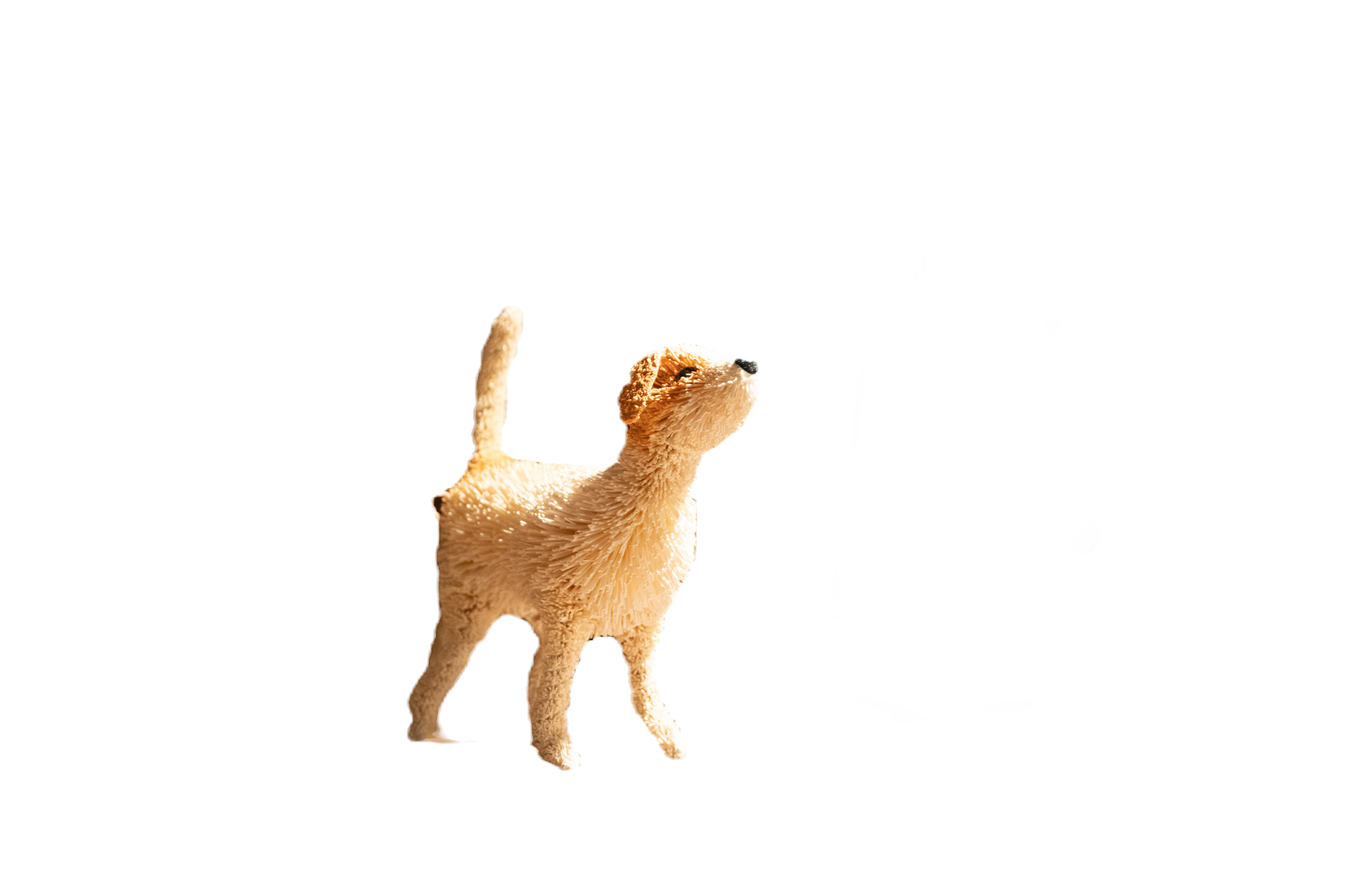 見上げる犬