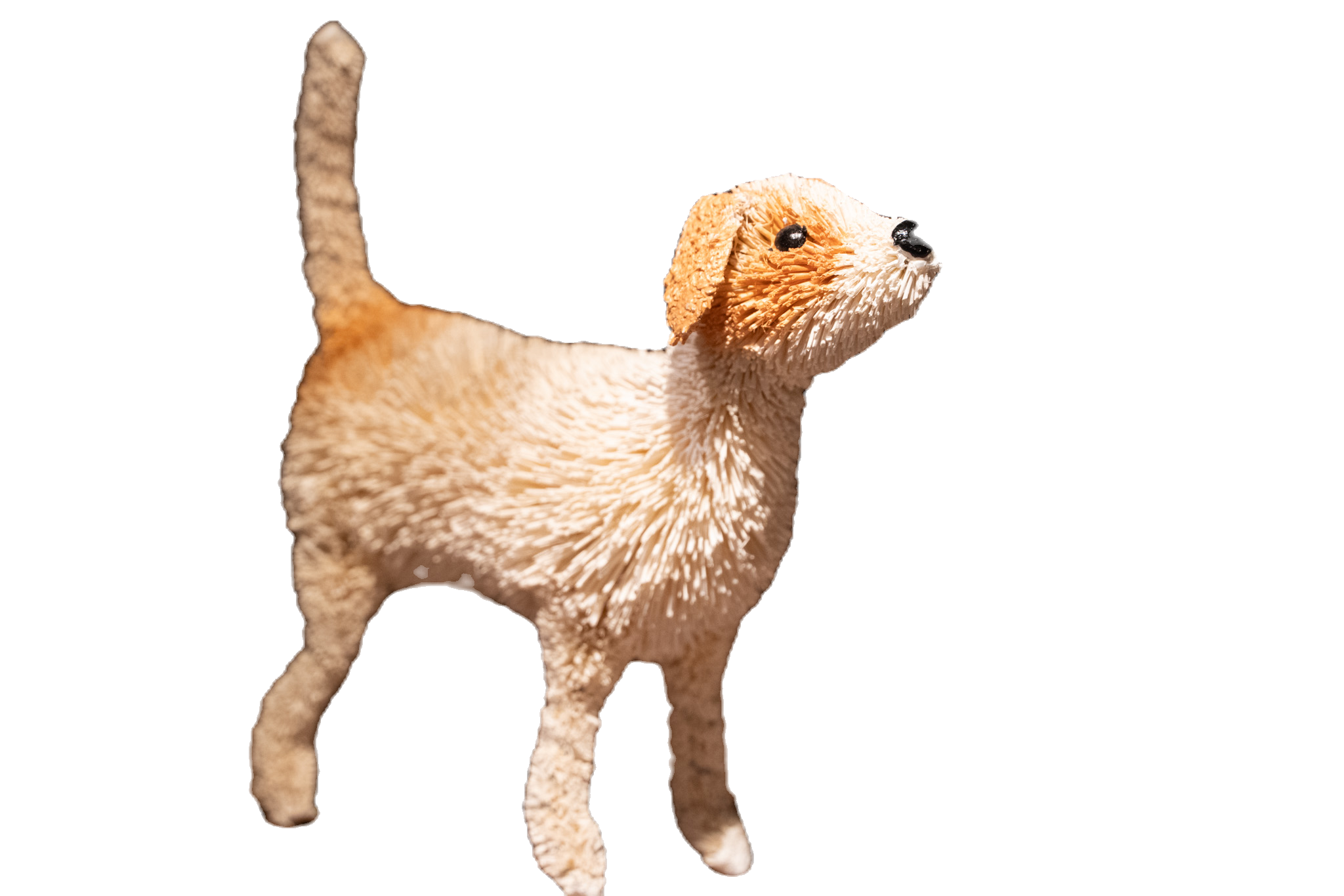犬