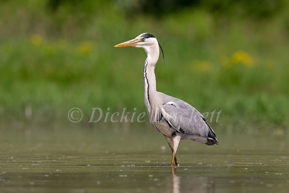 _H2P6503 Grey Heron