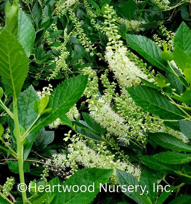 Summersweet 'Hummingbird' at Heartwood Nursery, Felton, PA