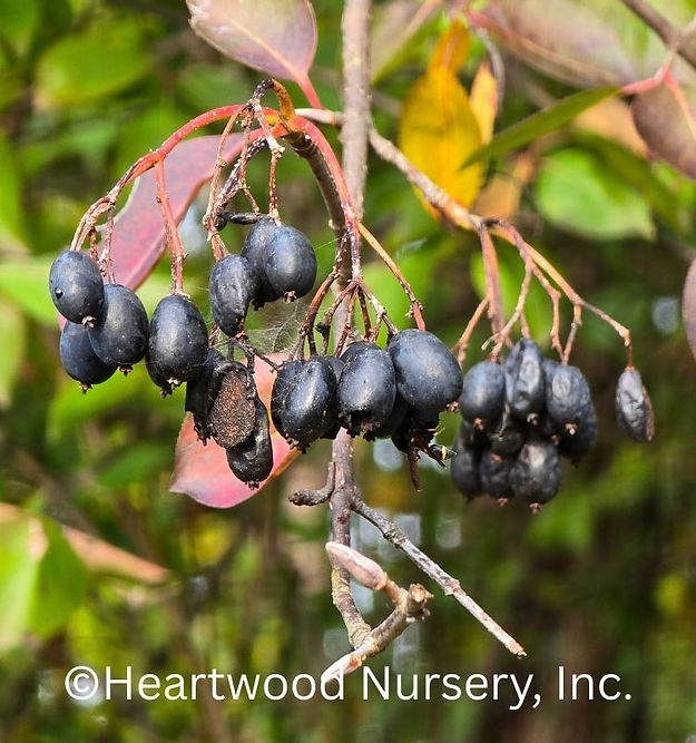 Blackhaw viburnum shrub at Heartwood Nursery, Felton, PA
