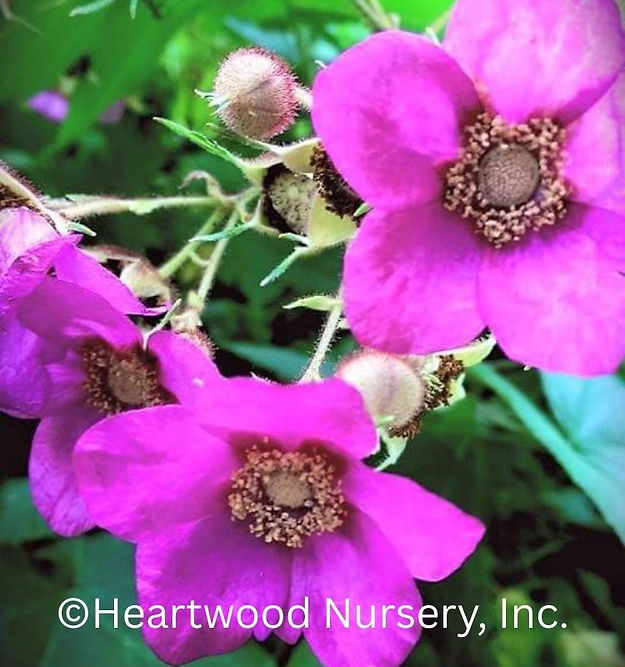 Thimbleberry at Heartwood Nursery, Felton, PA