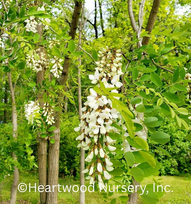 Black locust tree at Heartwood Nursery, Felton, PA