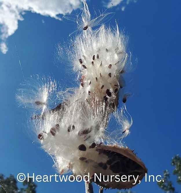Common milkweed at Heartwood Nursery, Felton, PA