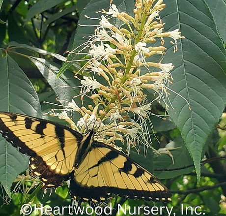 Bottlebrush buckeye at Heartwood Nursery, Felton, PA