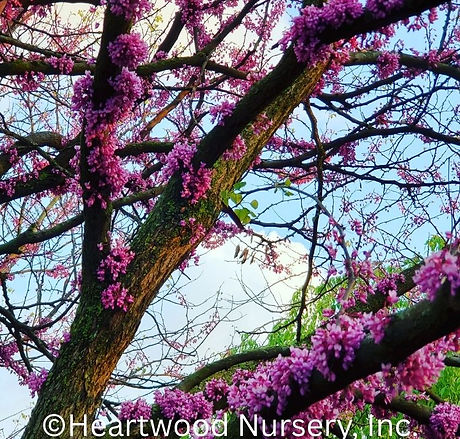 Redbud tree at Heartwood Nursery, Felton, PA