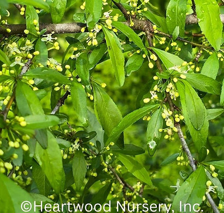 Possumhaw Holly at Heartwood Nursery, Felton, PA