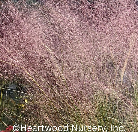 Pink Muhly Grass at Heartwood Nursery